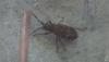 Peritrechus sp.